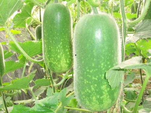 吃捧瓜去皮吗视频大全,揭秘吃捧瓜去皮技巧大揭秘