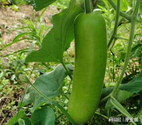 番茄视频吃瓜在线,揭秘热门事件背后的真相