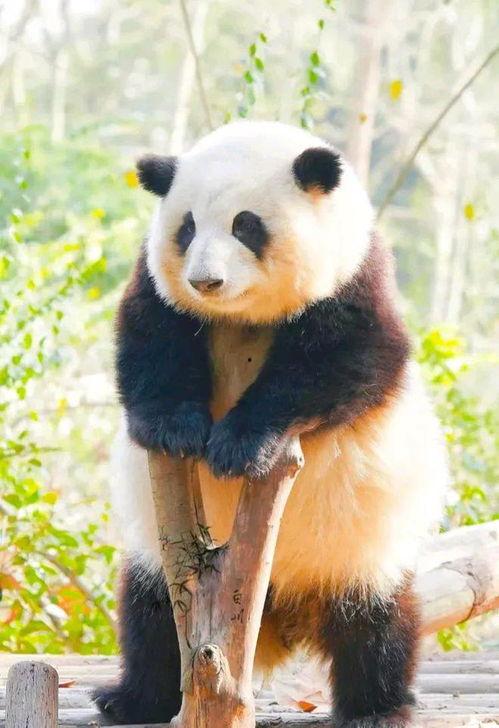 搞笑吃瓜熊猫人视频素材,萌态百出笑翻网友